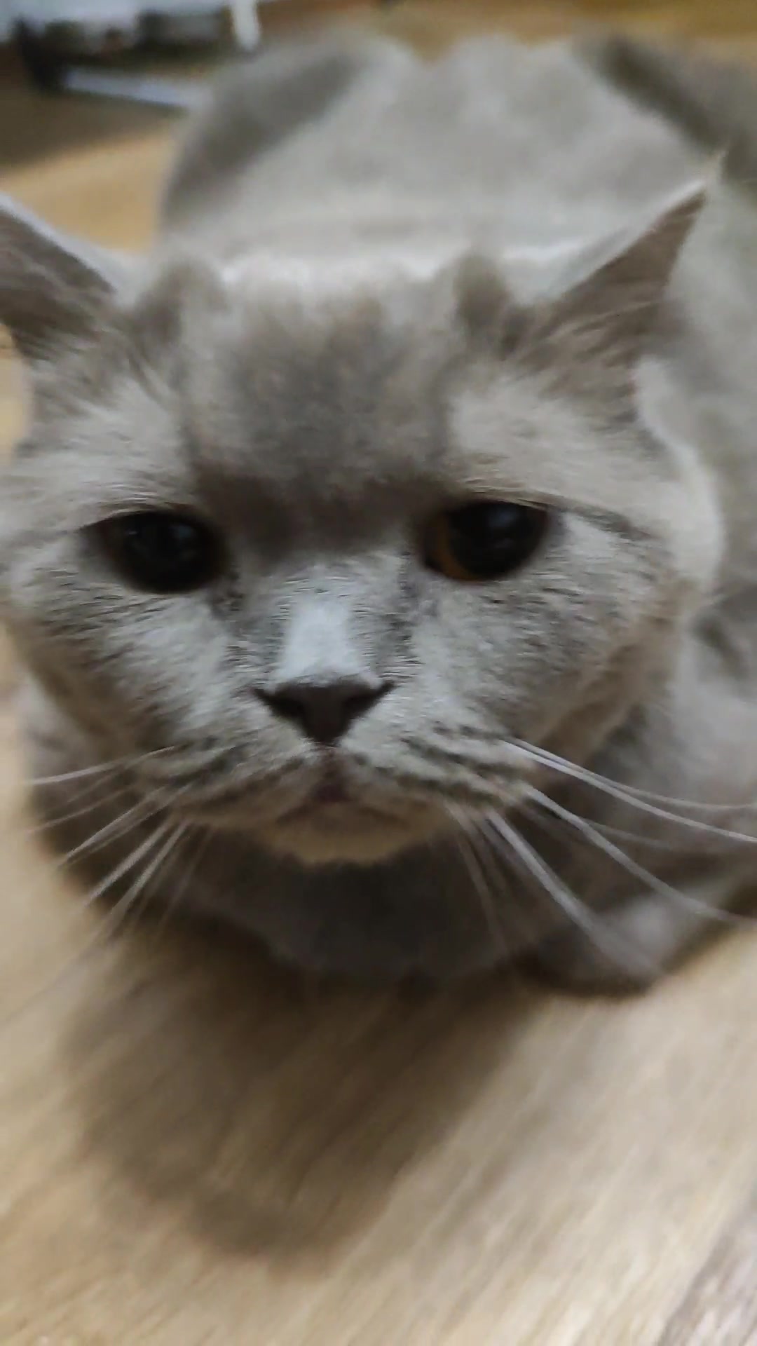 @Кошка Зефирка