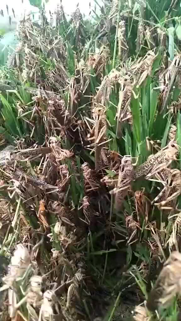 @dadri aala baba 1211