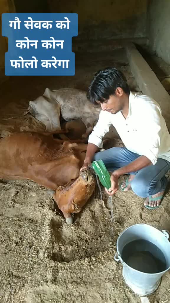 @sainiajeet390