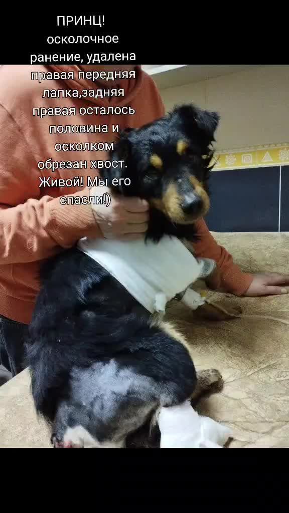 @irina.volik.donetsk.4LAPKI