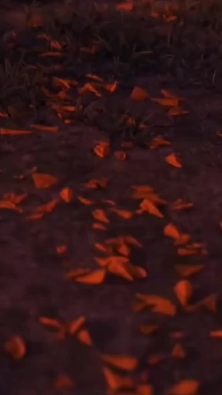 @normayool