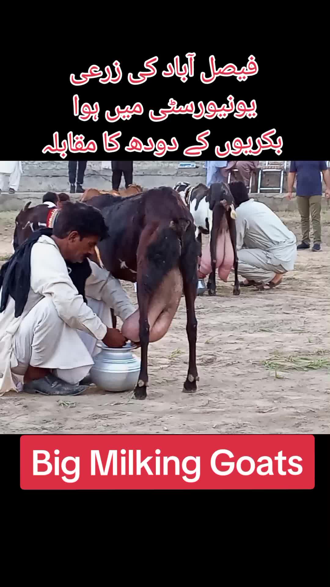 @Sheikh Goat & Cattle Farm
