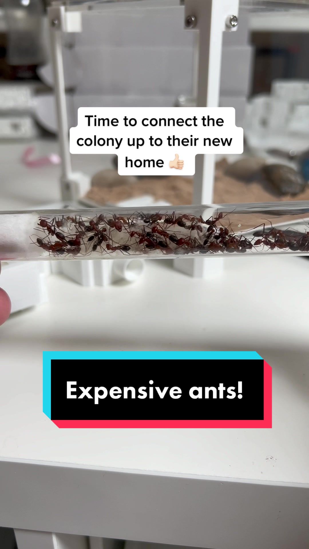 @antshq