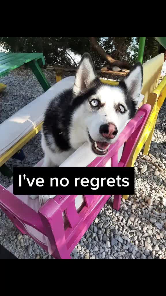 @Erzathehusky
