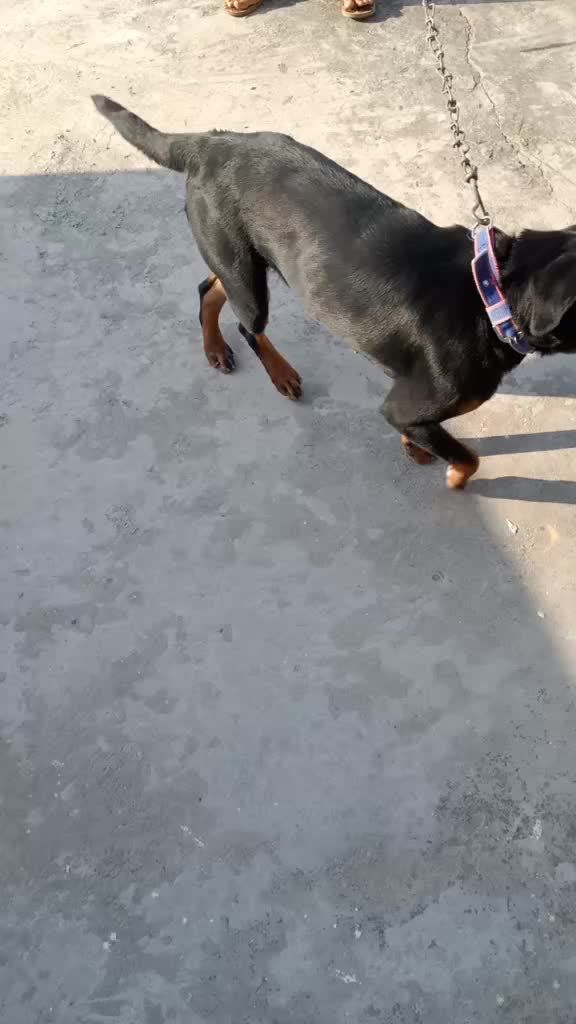 @deepbhartgarhia22312