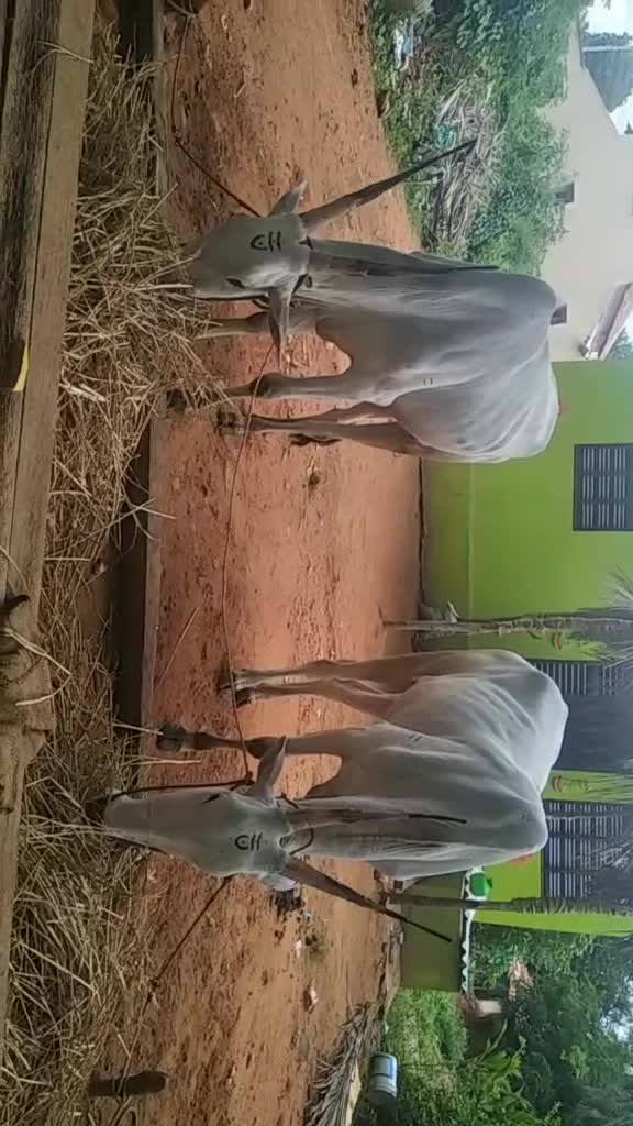 @ಗೌಡ್ರು ಹುಡುಗ ಉದಯ್