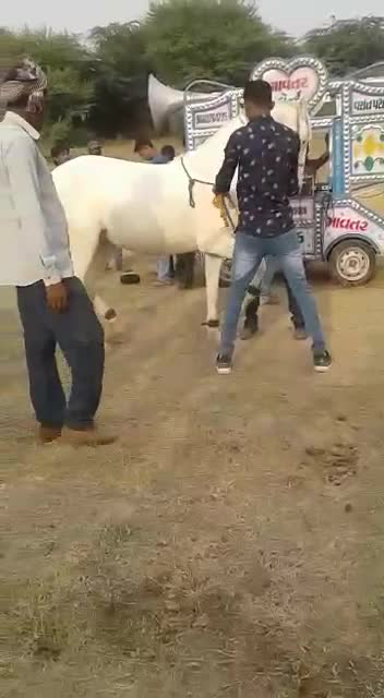 @HajiBhai malthari 🐴