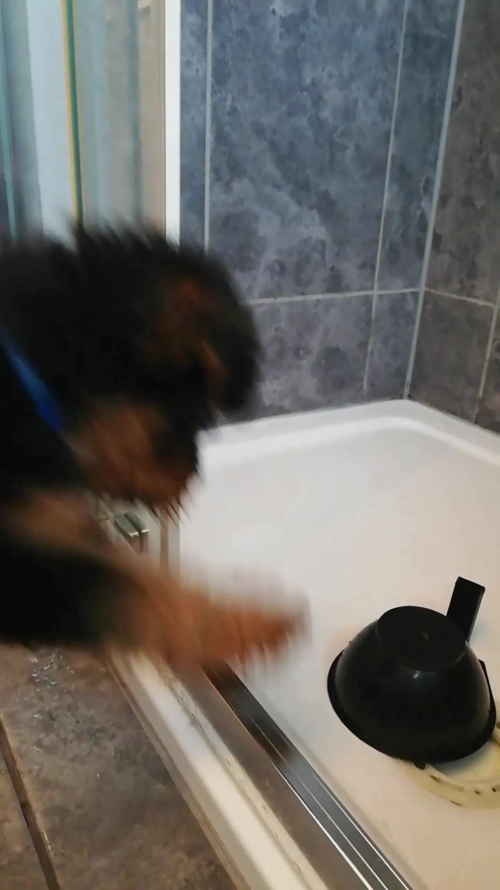 @Archie the Airedale terrier