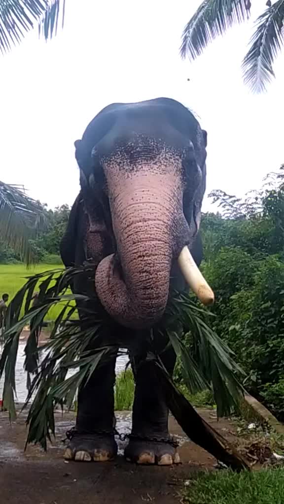 @ഒറ്റയാൻ