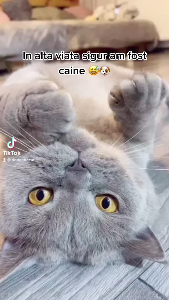 @DodoTheCat 😻