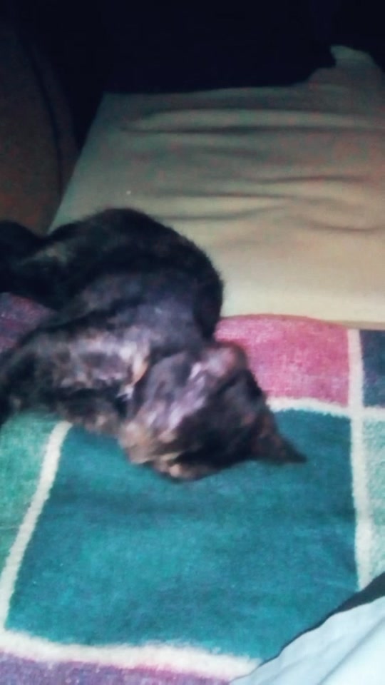 @Katze
