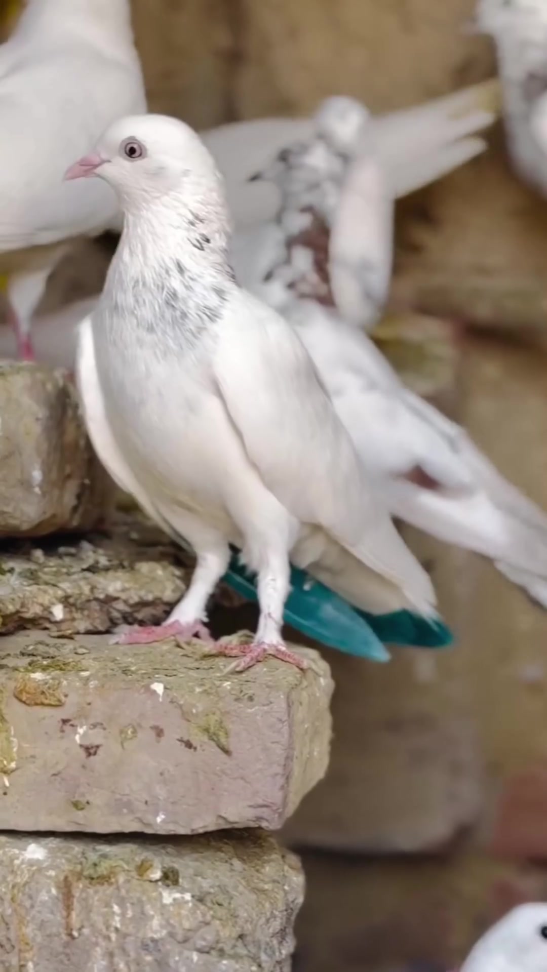 @🕊️PEGON🕊️