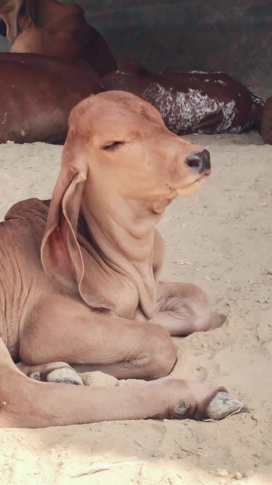@Mehul Bharwad Satiya