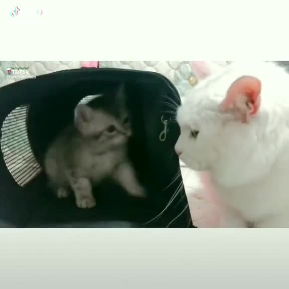 @Trabzon Hançer