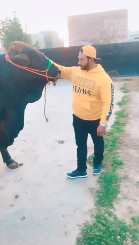 @Muhammad Owais