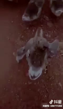 @TikTok Trendy