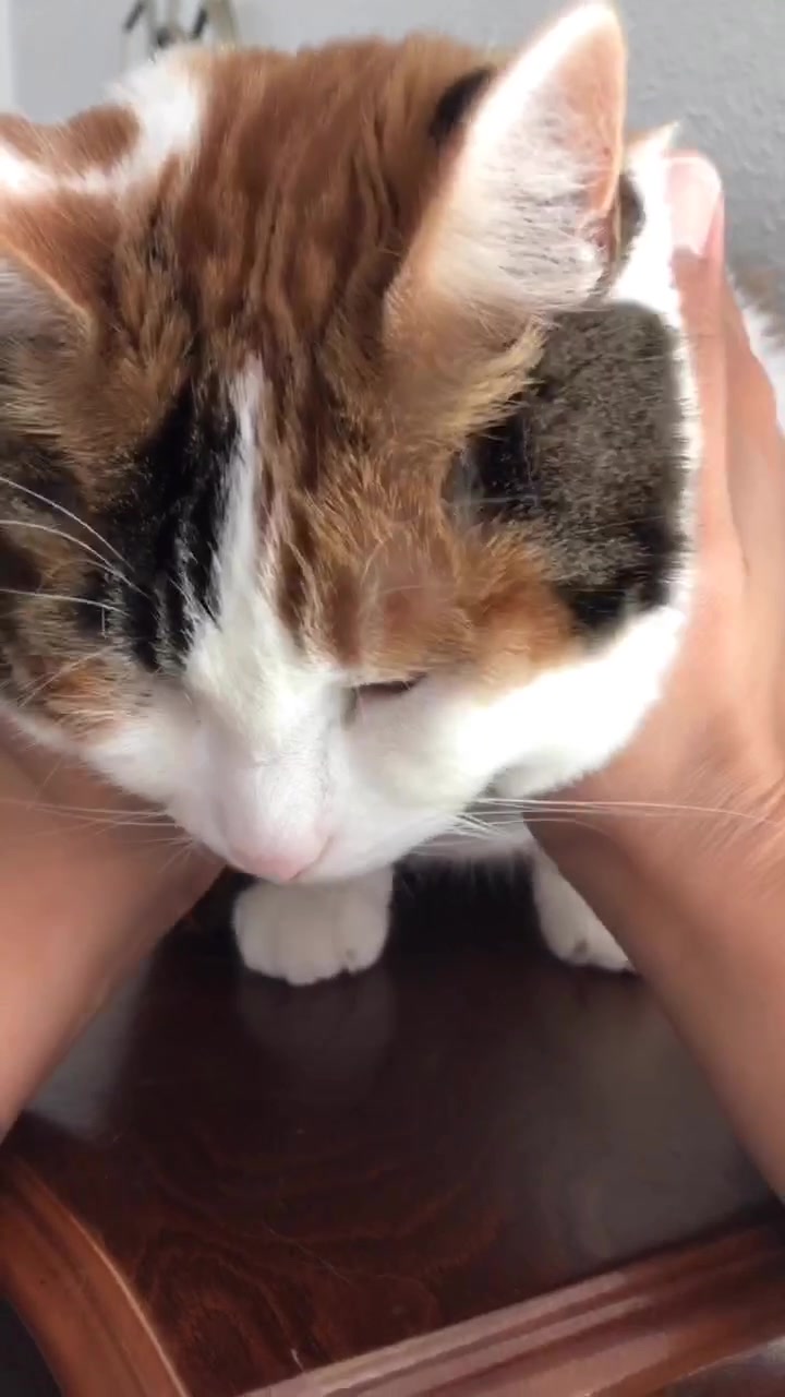 @cuddlyanimals1022
