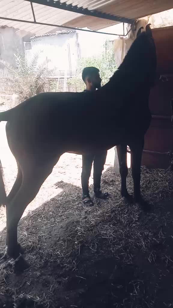 @arjunahirsatapar