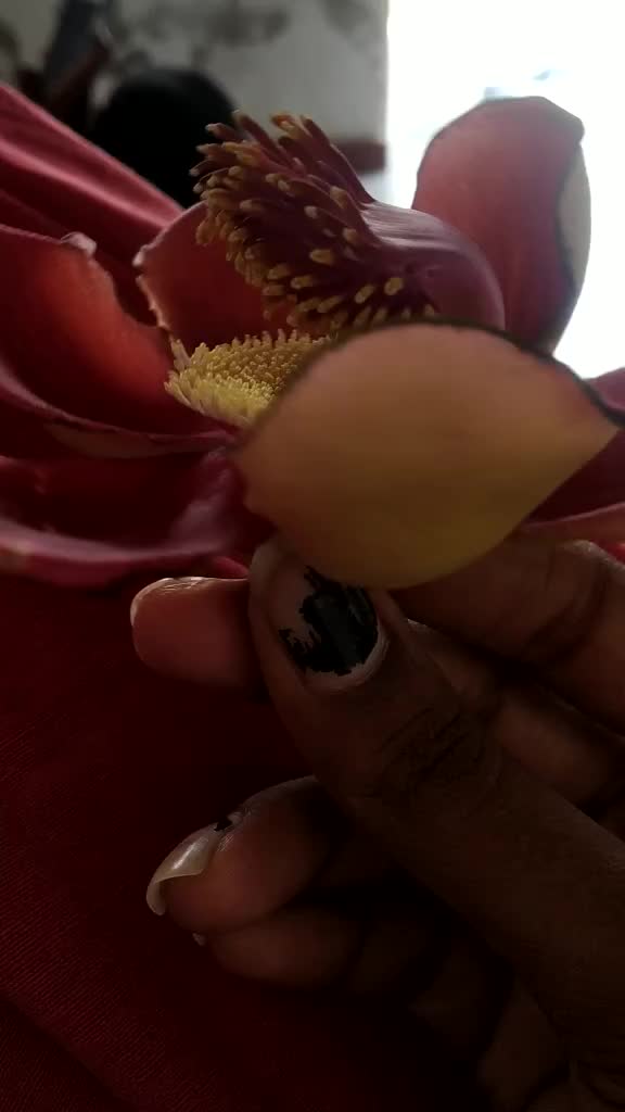 @Rashmika parmar