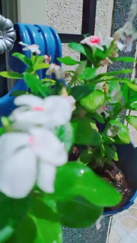 @Islandgirl🧕🧕🧕