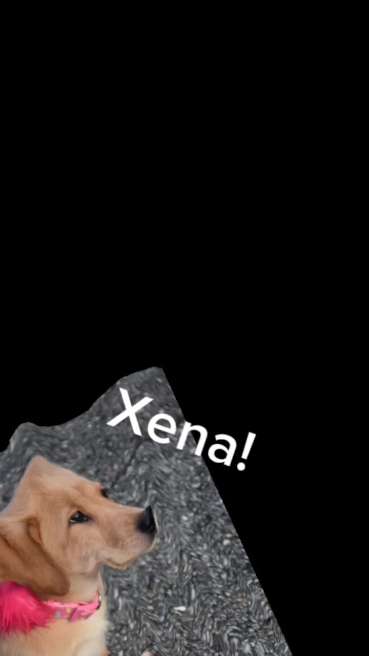 @Xena the dog