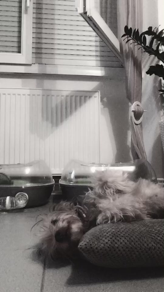 @🐾l&iuml;st&atilde;&iuml;l🐾