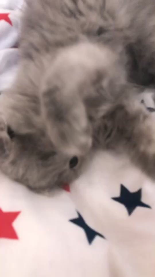 @Lili🐱❤️