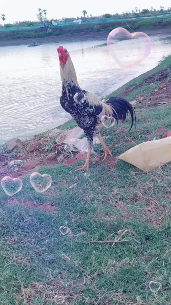 @user858574