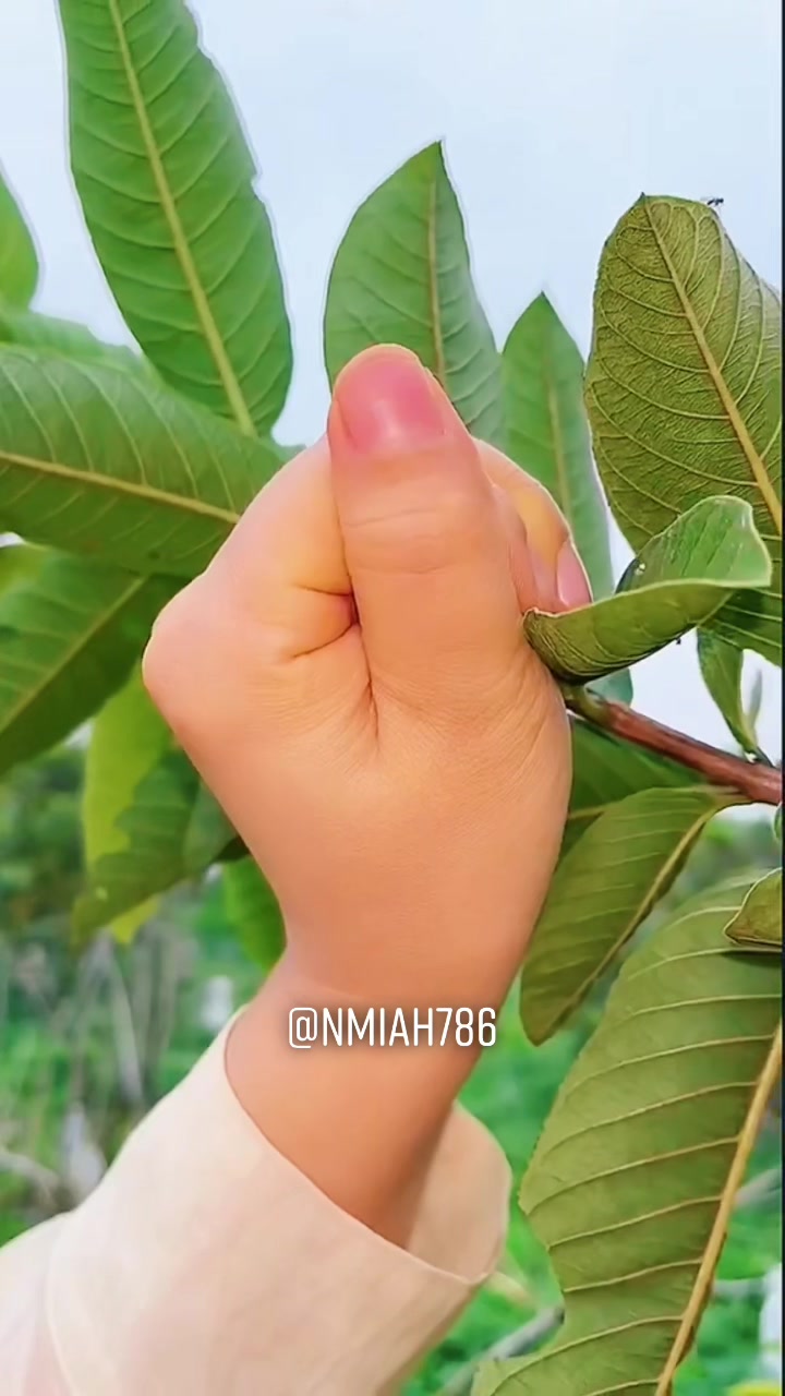 @NMiah786