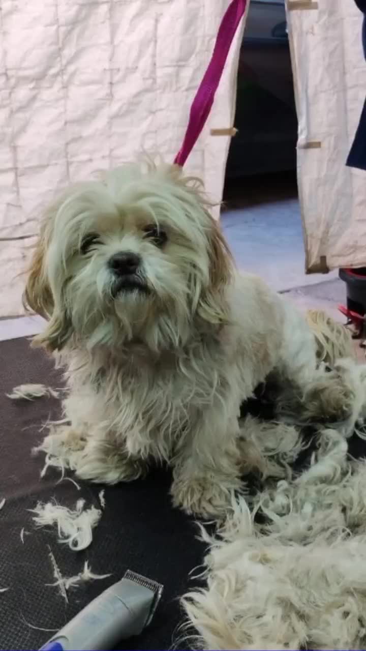 @🐶Consentidogs🐶