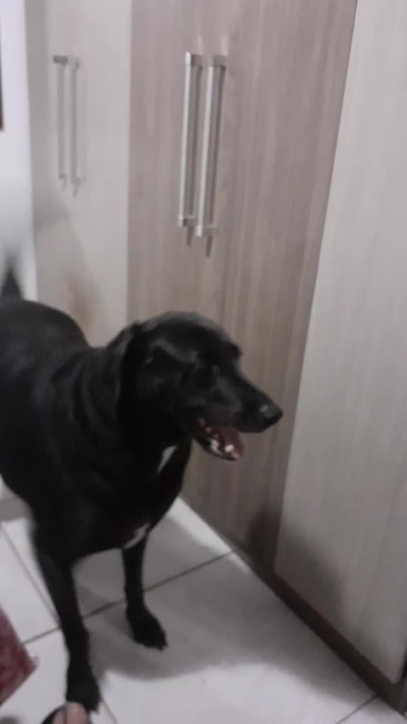 @gurias de apartamento pet🐶