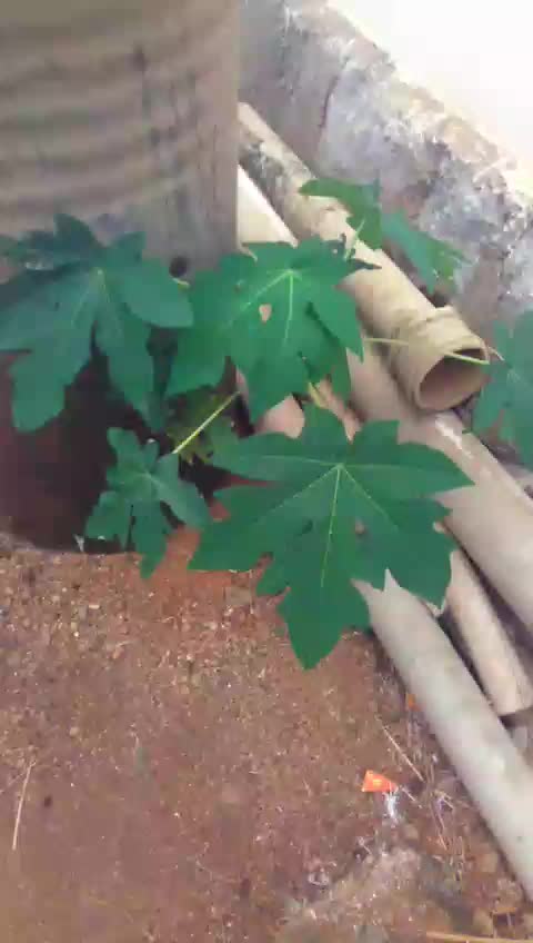 @@పల్లెటూరి_అబ్బాయ్😘