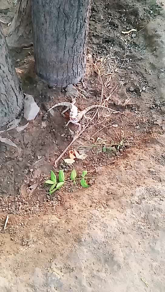 @Sailesh Dewasi Thoor