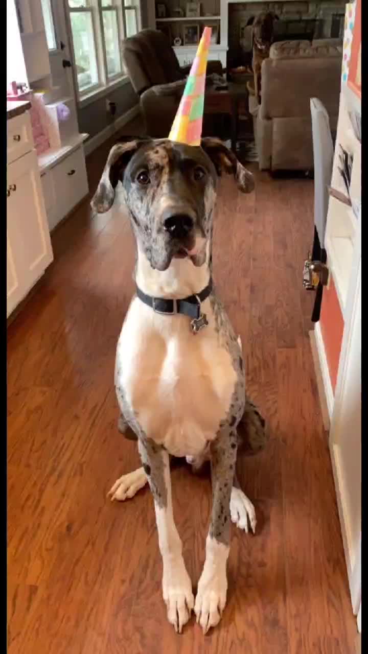 @dogmomof4