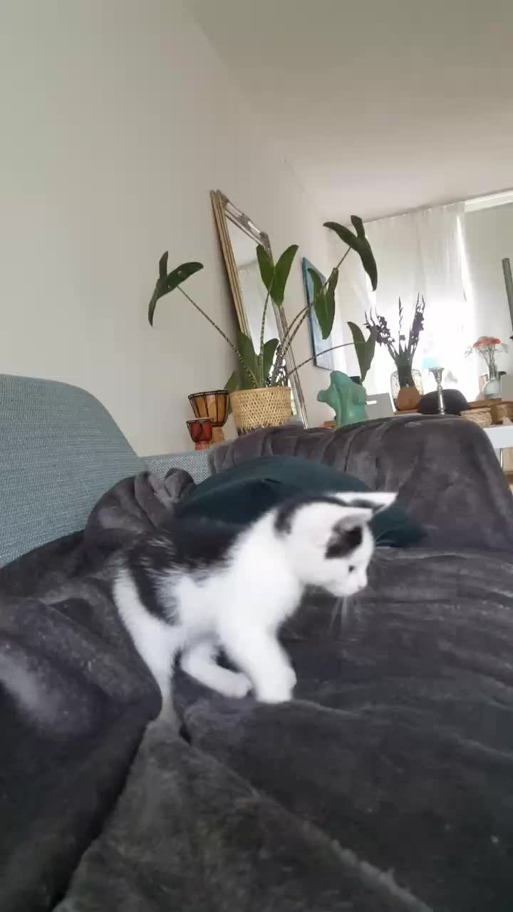 @Dutch Kitten family