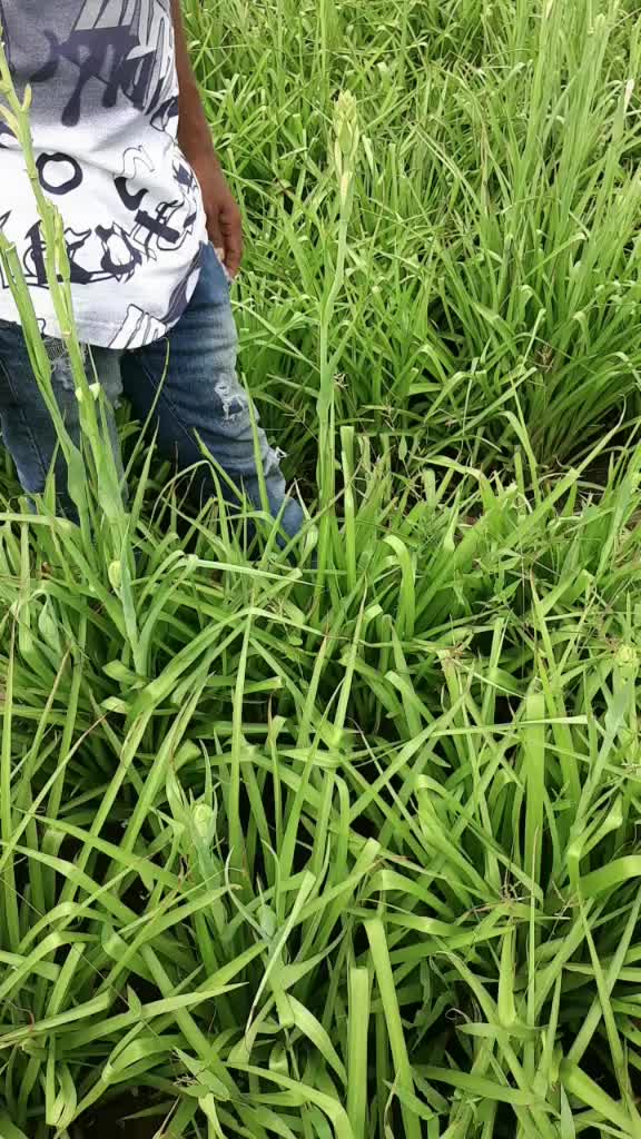 @Bablu Parui Parui