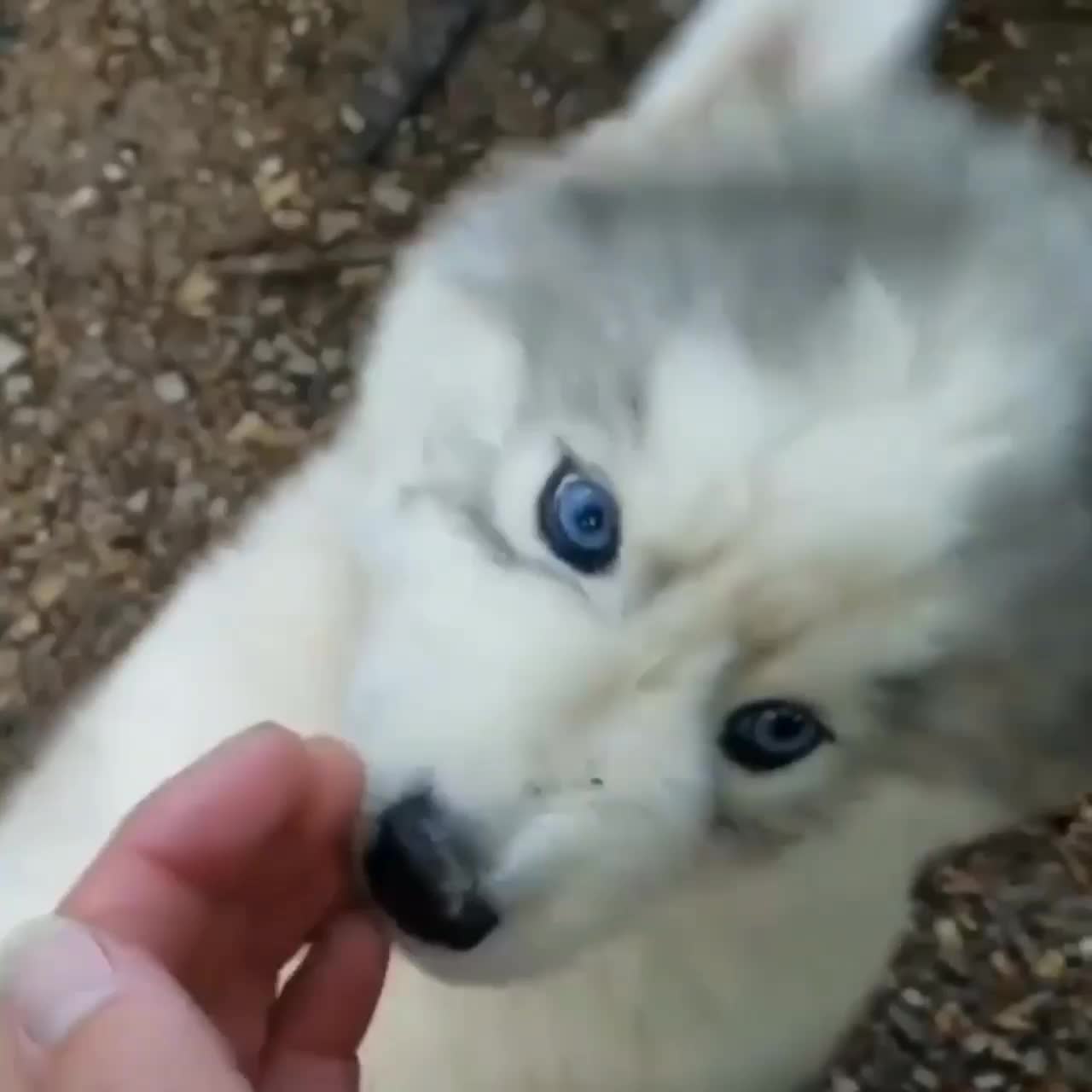 @husky.ranch