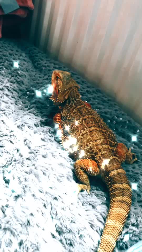 @Mango 🦎🦎