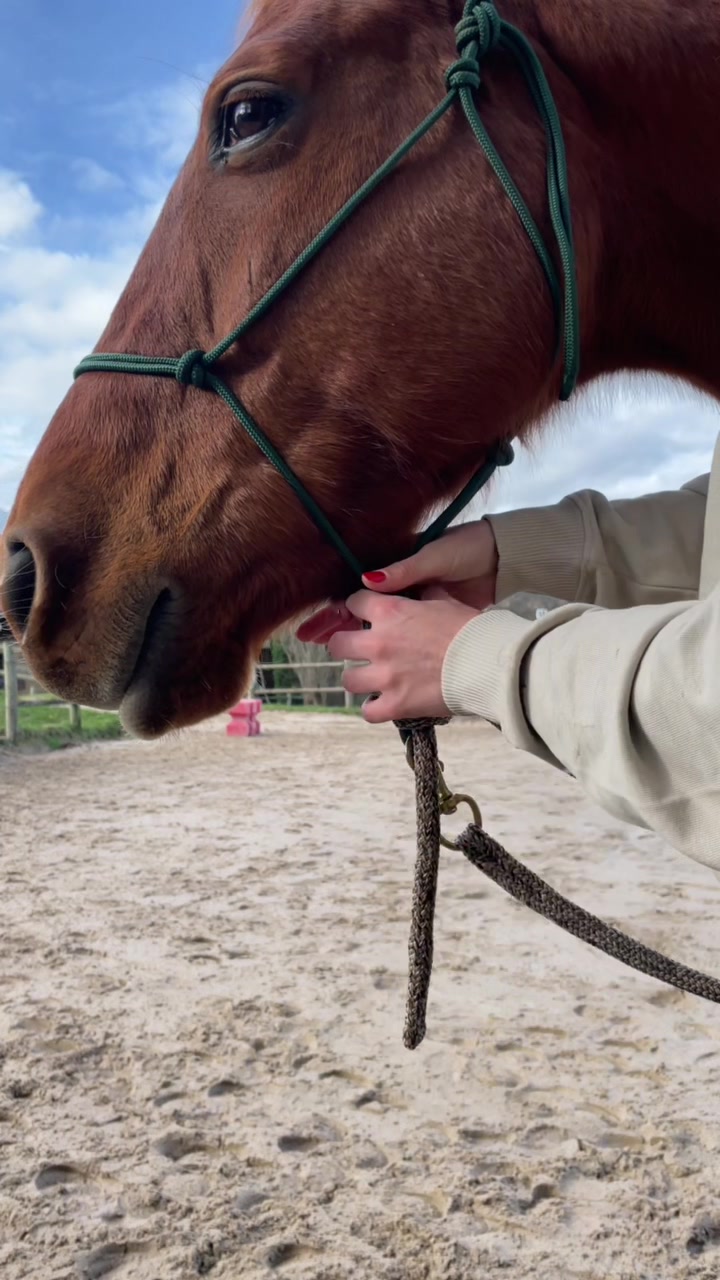 @Autour du Cheval