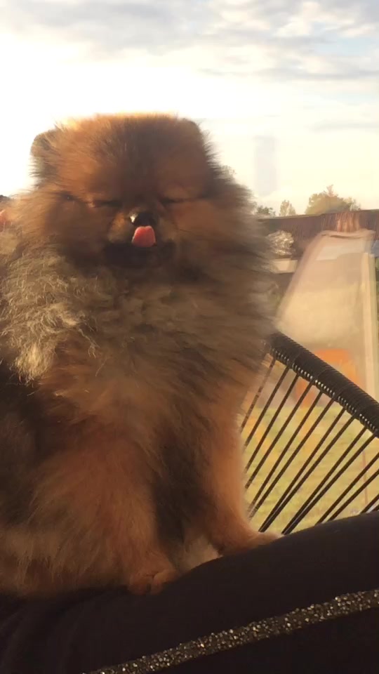 @Bisqi ❥ ღ 🐶