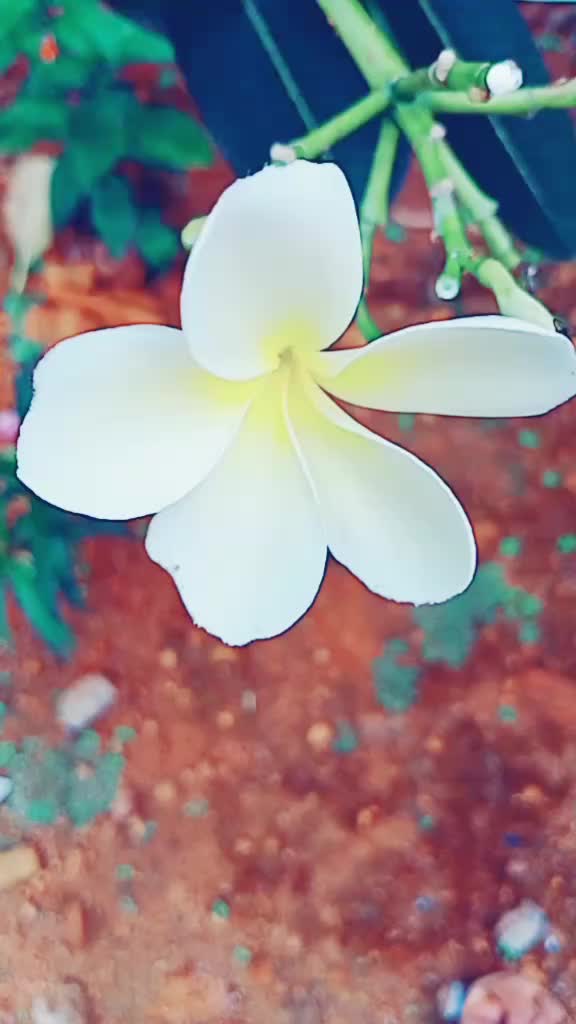 @sona