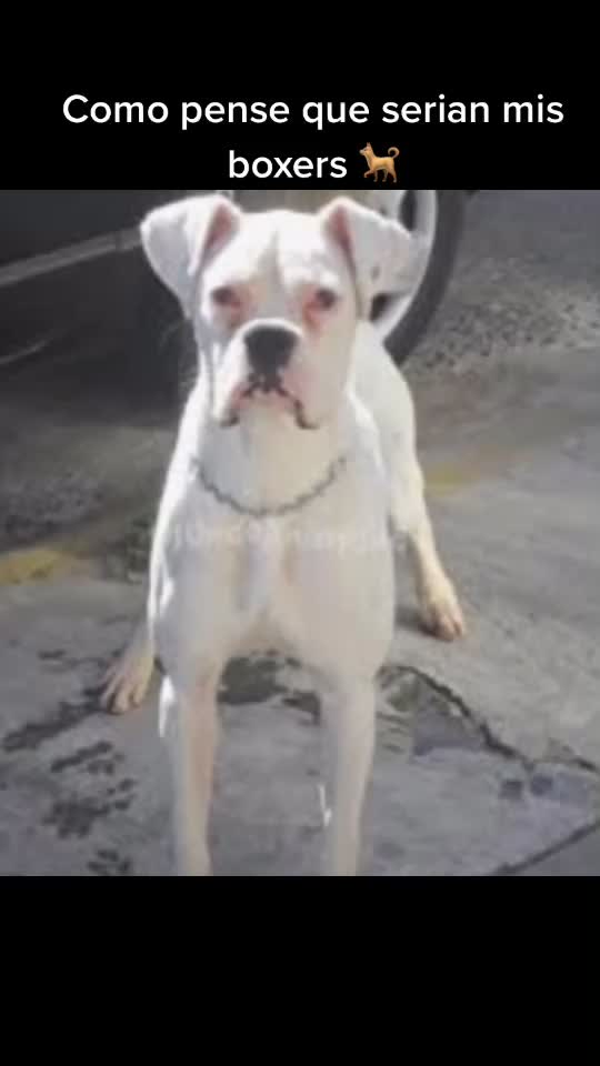 @Bimba.y.Lola.the.boxers