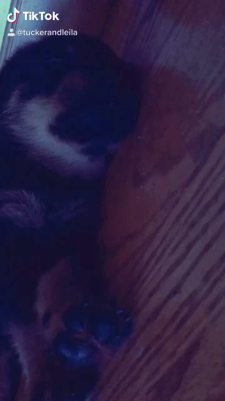 @Tuckerpuppy