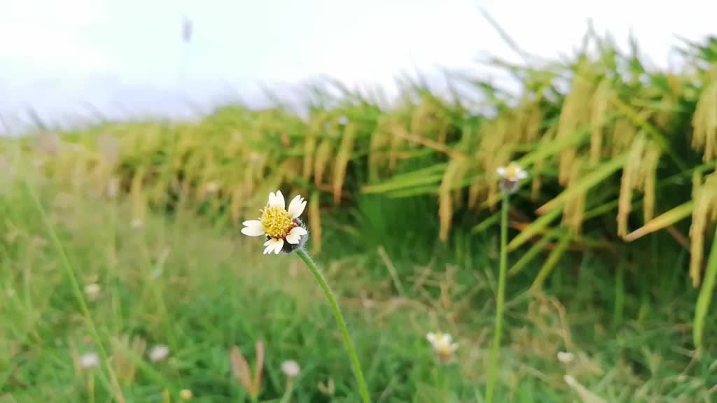 @R.saran agriculture
