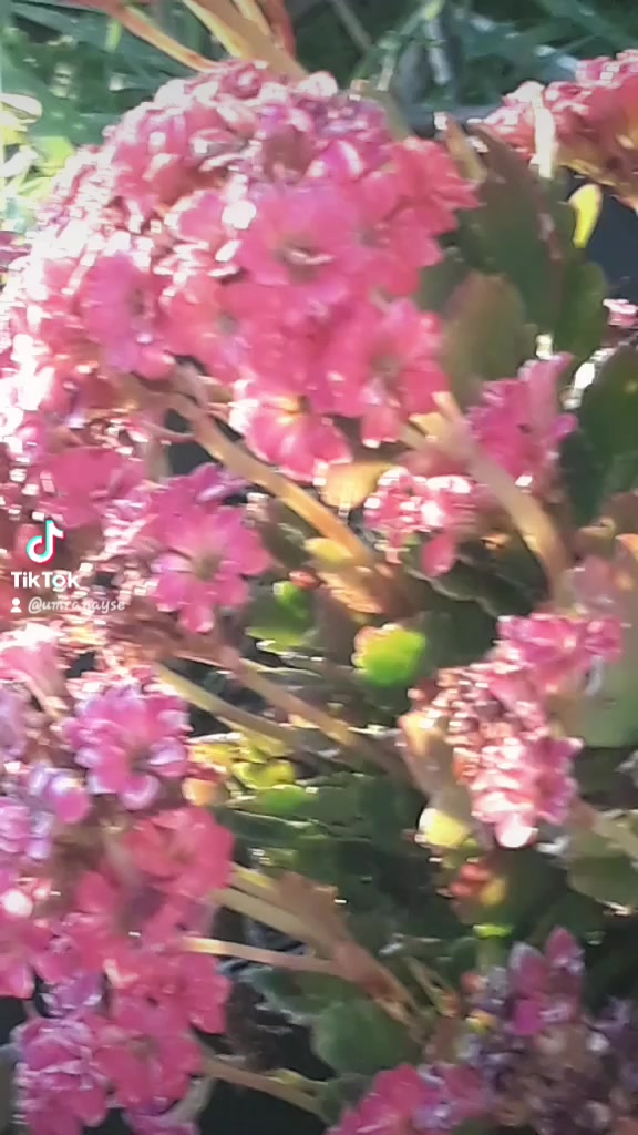 @ASMR hikayeler💫💗
