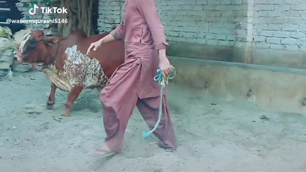 @Muhammad Owais