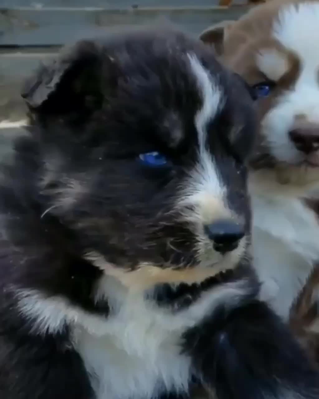 @husky.ranch