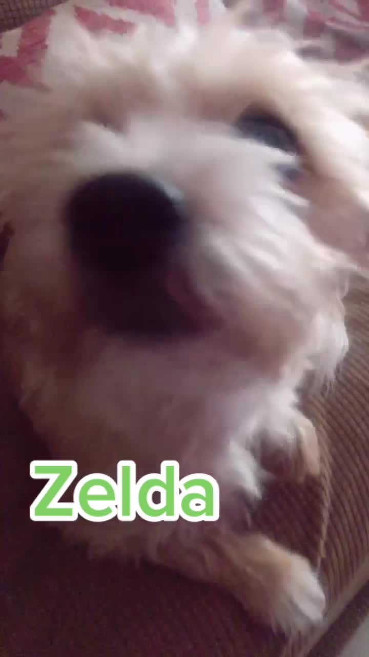 @teddiez
