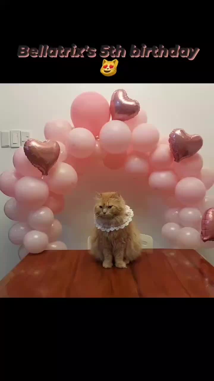 @Maracats Pet Supplies