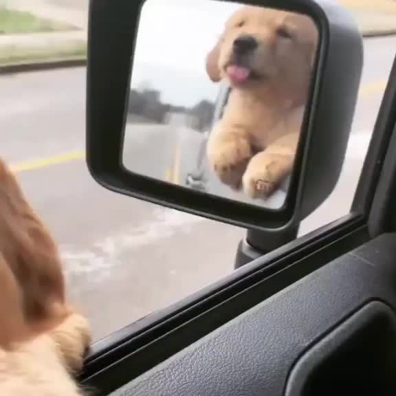 @pet_lover😍